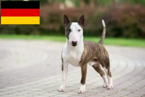 Mehr über den Artikel erfahren Miniature Bull Terrier Züchter und Welpen in Deutschland