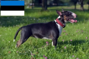 Mehr über den Artikel erfahren Miniature Bull Terrier Züchter und Welpen in Estland