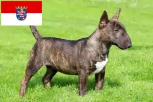 Mehr über den Artikel erfahren Miniature Bull Terrier Züchter und Welpen in Hessen