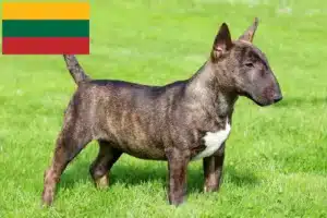 Mehr über den Artikel erfahren Miniature Bull Terrier Züchter und Welpen in Litauen