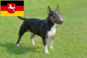 Mehr über den Artikel erfahren Miniature Bull Terrier Züchter und Welpen in Niedersachsen