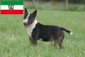 Mehr über den Artikel erfahren Miniature Bull Terrier Züchter und Welpen in Nordrhein-Westfalen