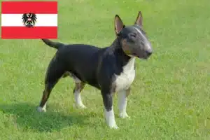 Mehr über den Artikel erfahren Miniature Bull Terrier Züchter und Welpen in Österreich