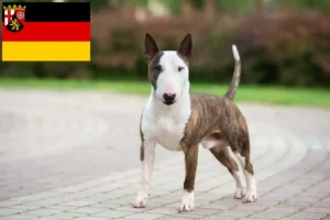 Mehr über den Artikel erfahren Miniature Bull Terrier Züchter und Welpen in Rheinland-Pfalz