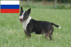 Mehr über den Artikel erfahren Miniature Bull Terrier Züchter und Welpen in Russland