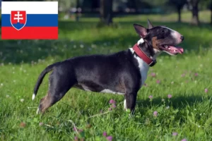 Mehr über den Artikel erfahren Miniature Bull Terrier Züchter und Welpen in der Slowakei