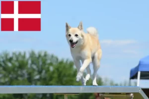 Mehr über den Artikel erfahren Norwegischer Buhund Züchter und Welpen in Dänemark