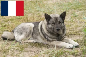 Mehr über den Artikel erfahren Norwegischer Elchhund Züchter und Welpen in Frankreich