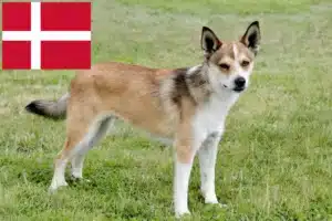 Mehr über den Artikel erfahren Norwegischer Lundehund Züchter und Welpen in Dänemark