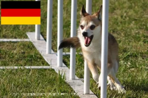 Mehr über den Artikel erfahren Norwegischer Lundehund Züchter und Welpen in Deutschland