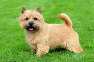 Mehr über den Artikel erfahren Norwich Terrier Züchter