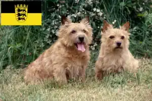 Read more about the article Norwich Terrier Züchter und Welpen in Baden-Württemberg