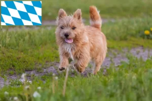 Mehr über den Artikel erfahren Norwich Terrier Züchter und Welpen in Bayern