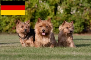 Mehr über den Artikel erfahren Norwich Terrier Züchter und Welpen in Deutschland
