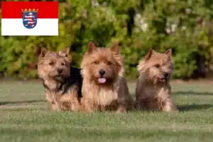 Mehr über den Artikel erfahren Norwich Terrier Züchter und Welpen in Hessen