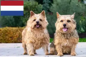Read more about the article Norwich Terrier Züchter und Welpen in den Niederlanden