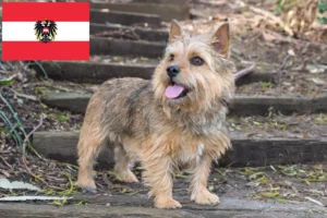 Mehr über den Artikel erfahren Norwich Terrier Züchter und Welpen in Österreich