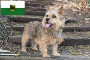 Read more about the article Norwich Terrier Züchter und Welpen in Sachsen
