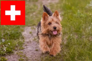 Mehr über den Artikel erfahren Norwich Terrier Züchter und Welpen in der Schweiz