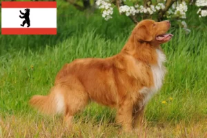 Mehr über den Artikel erfahren Nova Scotia Duck Tolling Retriever Züchter und Welpen in Berlin