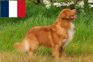 Mehr über den Artikel erfahren Nova Scotia Duck Tolling Retriever Züchter und Welpen in Frankreich