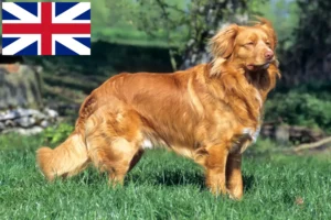 Mehr über den Artikel erfahren Nova Scotia Duck Tolling Retriever Züchter und Welpen in Großbritannien