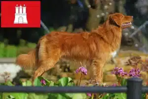 Mehr über den Artikel erfahren Nova Scotia Duck Tolling Retriever Züchter und Welpen in Hamburg