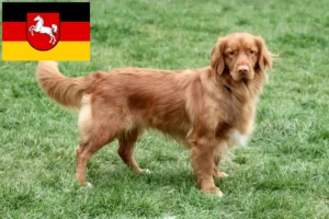 Mehr über den Artikel erfahren Nova Scotia Duck Tolling Retriever Züchter und Welpen in Niedersachsen