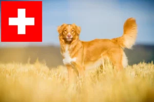 Mehr über den Artikel erfahren Nova Scotia Duck Tolling Retriever Züchter und Welpen in der Schweiz