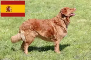 Mehr über den Artikel erfahren Nova Scotia Duck Tolling Retriever Züchter und Welpen in Spanien