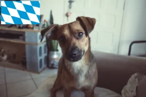 Mehr über den Artikel erfahren Österreichischer Pinscher Züchter und Welpen in Bayern