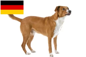 Mehr über den Artikel erfahren Österreichischer Pinscher Züchter und Welpen in Deutschland