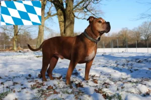 Mehr über den Artikel erfahren Olde English Bulldogge Züchter und Welpen in Bayern