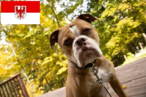 Mehr über den Artikel erfahren Olde English Bulldogge Züchter und Welpen in Brandenburg