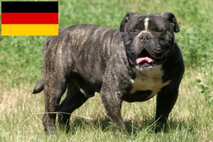 Mehr über den Artikel erfahren Olde English Bulldogge Züchter und Welpen in Deutschland