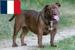 Mehr über den Artikel erfahren Olde English Bulldogge Züchter und Welpen in Frankreich