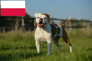 Mehr über den Artikel erfahren Olde English Bulldogge Züchter und Welpen in Polen