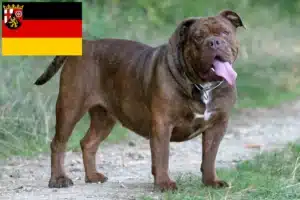 Mehr über den Artikel erfahren Olde English Bulldogge Züchter und Welpen in Rheinland-Pfalz