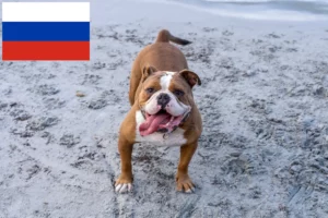 Mehr über den Artikel erfahren Olde English Bulldogge Züchter und Welpen in Russland