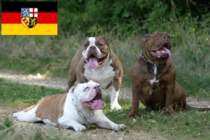 Mehr über den Artikel erfahren Olde English Bulldogge Züchter und Welpen im Saarland