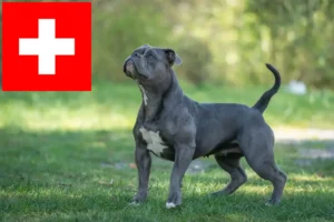 Mehr über den Artikel erfahren Olde English Bulldogge Züchter und Welpen in der Schweiz