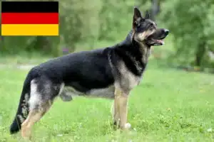 Mehr über den Artikel erfahren Osteuropäischer Schäferhund Züchter und Welpen in Deutschland