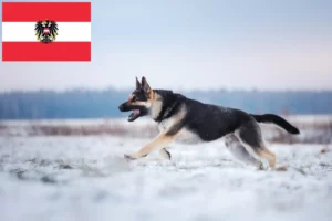 Mehr über den Artikel erfahren Osteuropäischer Schäferhund Züchter und Welpen in Österreich