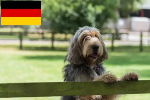 Mehr über den Artikel erfahren Otterhund Züchter und Welpen in Deutschland