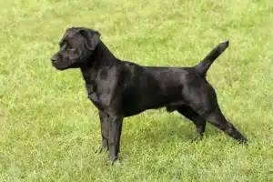 Read more about the article Patterdale Terrier Züchter