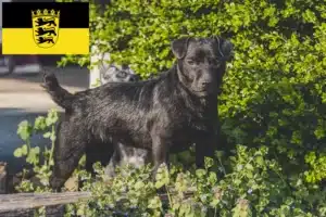 Mehr über den Artikel erfahren Patterdale Terrier Züchter und Welpen in Baden-Württemberg