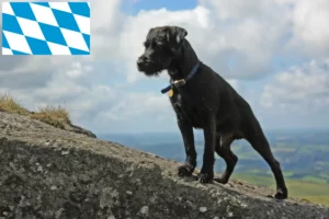 Mehr über den Artikel erfahren Patterdale Terrier Züchter und Welpen in Bayern