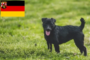 Read more about the article Patterdale Terrier Züchter und Welpen in Rheinland-Pfalz