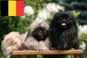 Mehr über den Artikel erfahren Pekingese Züchter und Welpen in Belgien