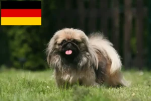 Mehr über den Artikel erfahren Pekingese Züchter und Welpen in Deutschland